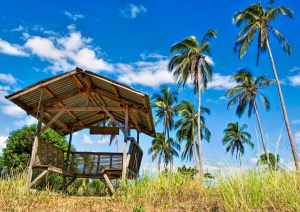 Coconut farm in the Philippines. Photo: hoseal