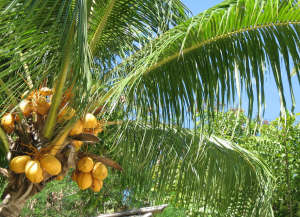 Coconut oil from suppliers in the Philippines would be a truly natural, more sustainable alternatives to palm kernel oil. Photo: Adrian Bailon