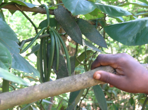 Vanilla beans grow on vines in rainforests and are harvested by hand. Photo: Kent MacElwee