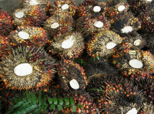 Recently harvested palm oil fruit, Borneo. Photo: Lian Pin Koh