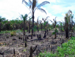 "Slash and burn" rainforest clearing in Brazil. Photo: LeRoc