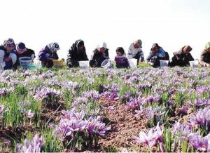 Women harvest saffron in Iran's Khorasan Razavi province.